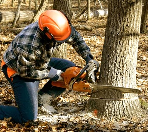 Tree Removal in Litchfield, ME